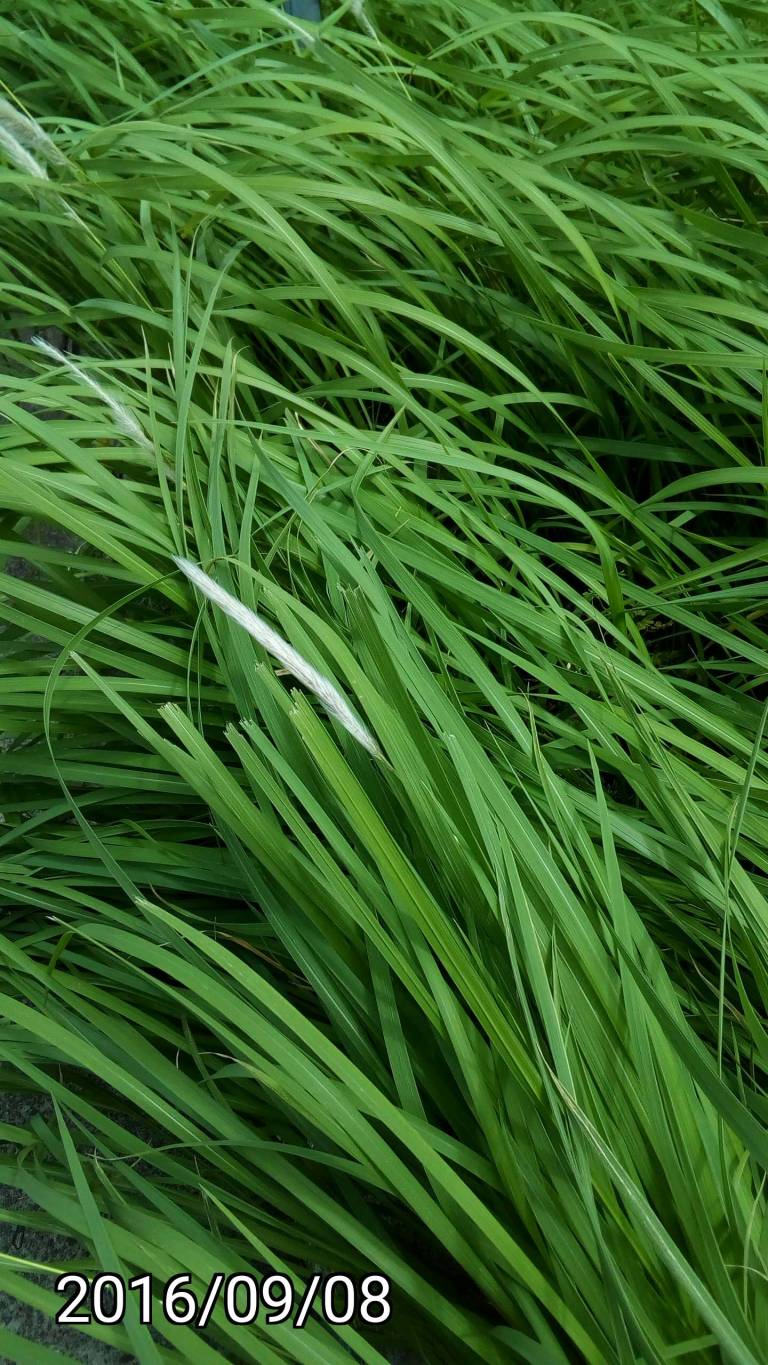 綠色白茅、green Imperata cylindrica,  blady grass, cogon grass, kunai grass